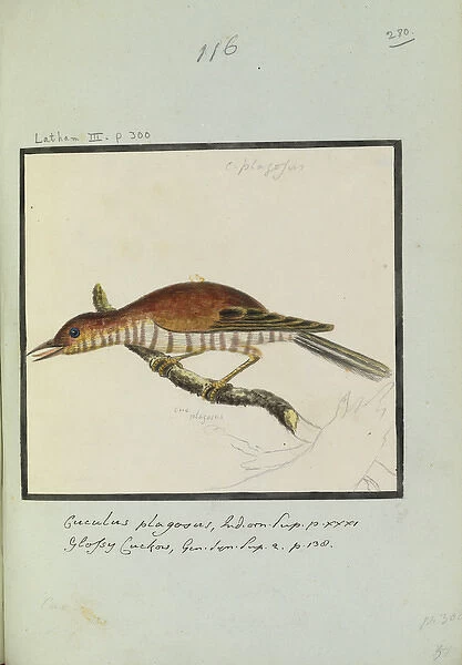 Cuculous plagosus, Latham Collection, Vol. 2