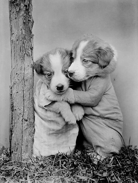 Cuddling Puppies