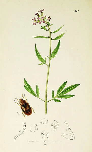 Curtis British Entomology Plate 144