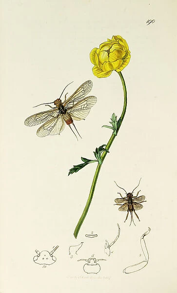 Curtis British Entomology Plate 190