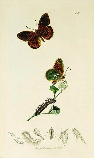 Curtis British Entomology Plate 290