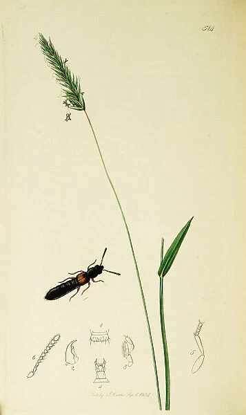 Curtis British Entomology Plate 514