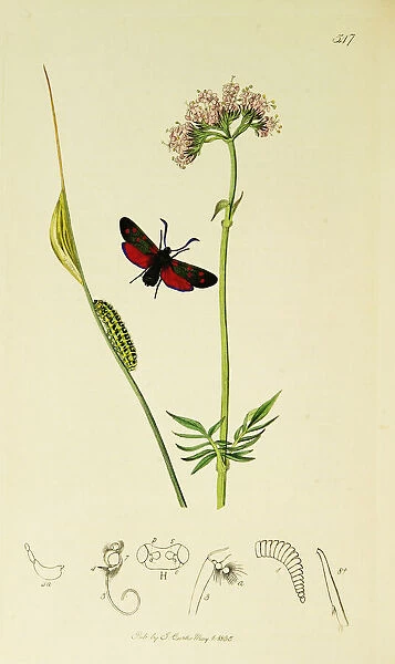 Curtis British Entomology Plate 547