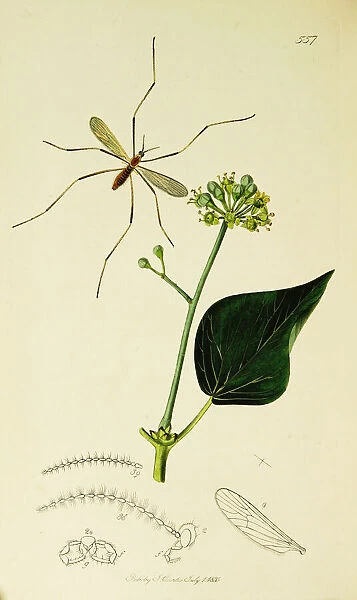 Curtis British Entomology Plate 557