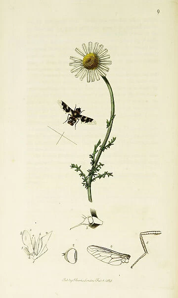 Curtis British Entomology Plate 9