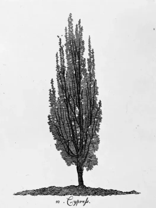Framed Print : Cypress Tree Print, 1771 Framed Print : Cypress Tree Print, 1771