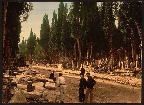 Cypresses and road leading to the cemetery, Scutari, Constan