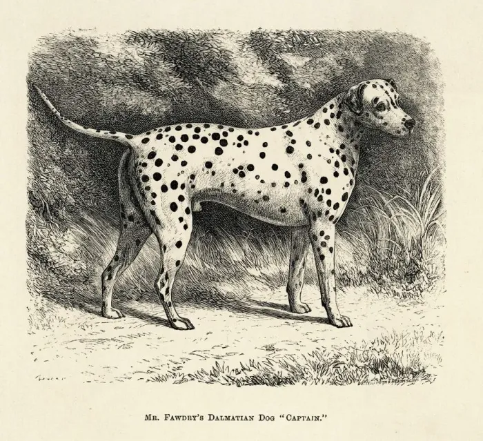 Framed Print : Dalmatian Print, 1886 Framed Print : Dalmatian Print, 1886