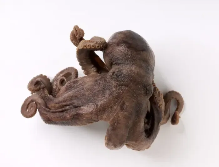 Framed Print : Darwin's Octopus Print, a specimen image