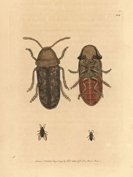 Death watch beetle, Xestobium rufovillosum