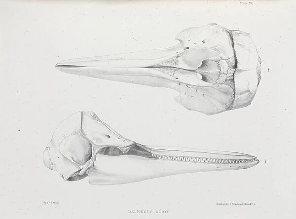 Delphinus doris, plate 20