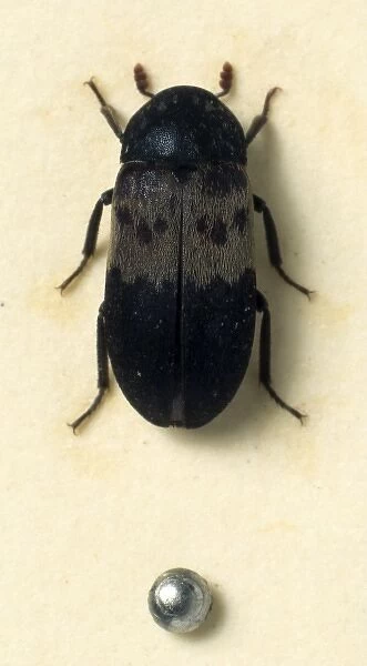 Dermestes lardarius, larder beetle