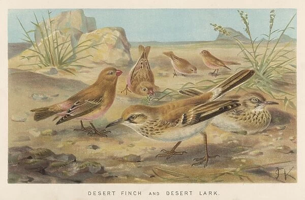 Desert Finch and Lark
