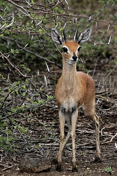 Dik-dik (Madoqua sp.). Marakele National Park - South Africa