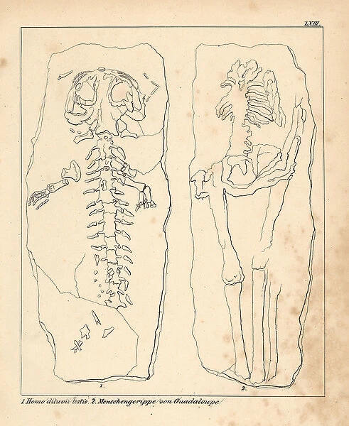 Diluvian human skeleton known as Homo diluvii