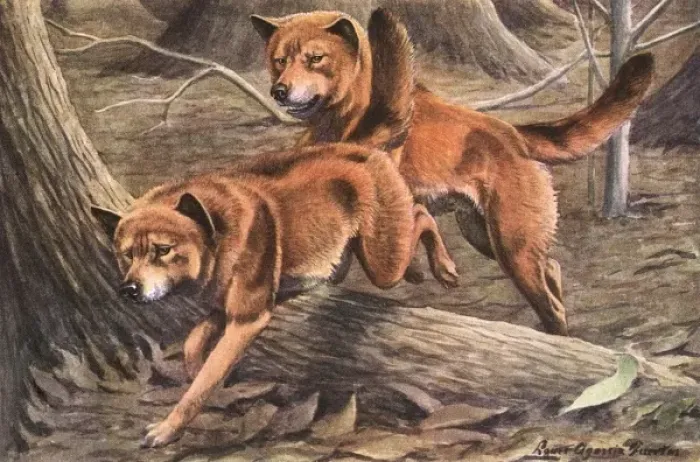 Framed Print : Dingoes Leap Over a Tree Root Print Framed Print : Dingoes Leap Over a Tree Root Print