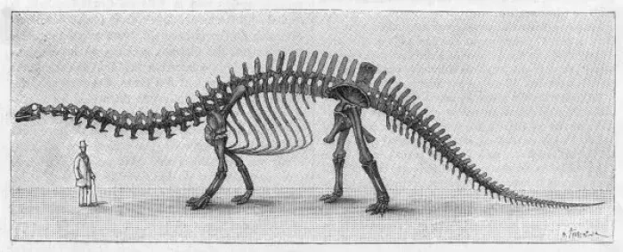 Framed Print : Apatosaurus Skeleton Print