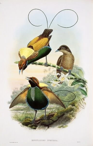 Diphyllodes sp. bird-of-paradise