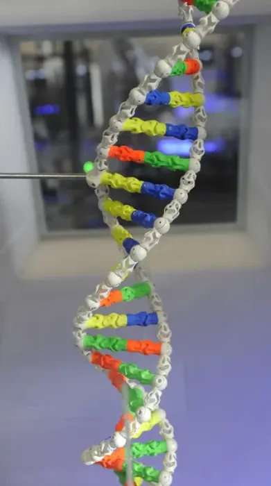 Framed Print : Model DNA Print, Deoxyribonucleic Acid Structure Framed Print : Model DNA Print, Deoxyribonucleic Acid Structure