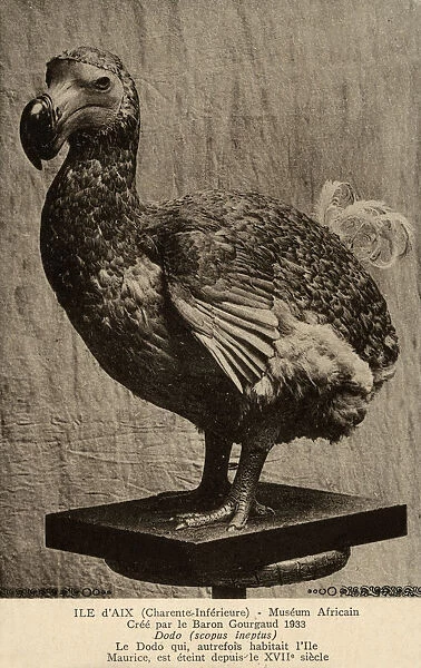 Dodo at The African Museum of the Island of Aix