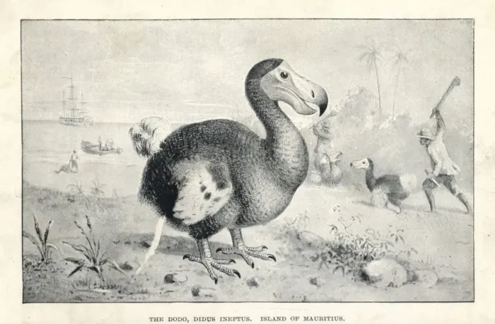 Framed Print : Dodo Lithograph Print, 1894 Framed Print : Dodo Lithograph Print, 1894