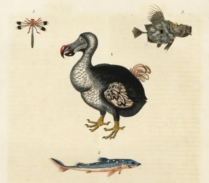Framed Print : Handcolored Copperplate Print of the Extinct Dodo, 1785 Framed Print : Handcolored Copperplate Print of the Extinct Dodo, 1785