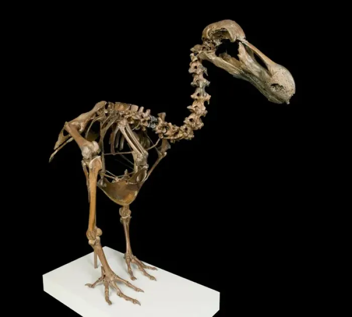 Framed Print : Dodo Skeleton Print: A Composite of 1,000-Year-Old Remains Framed Print : Dodo Skeleton Print: A Composite of 1,000-Year-Old Remains