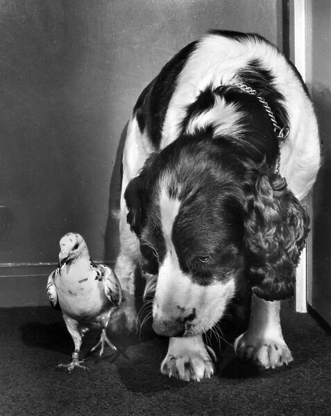 Dog and pigeon