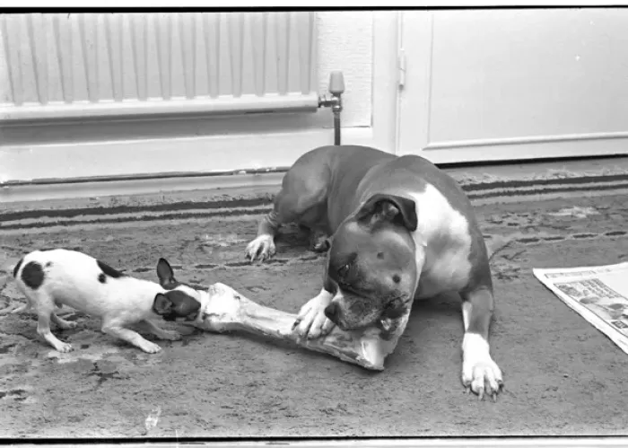 Framed Print : Print of Two Dogs Sharing a Large Bone