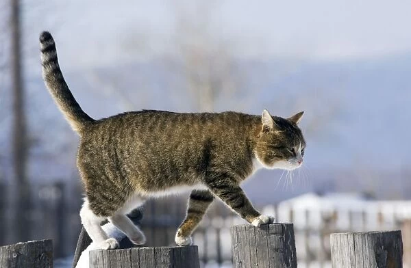 Domestic cat - tabby - male