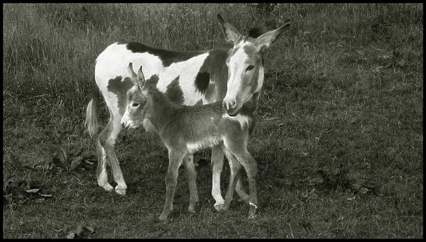 Donkey with new born foal, UK
