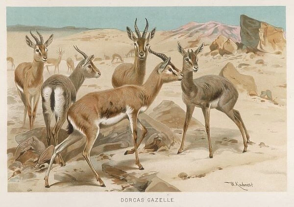 Dorcas Gazelles