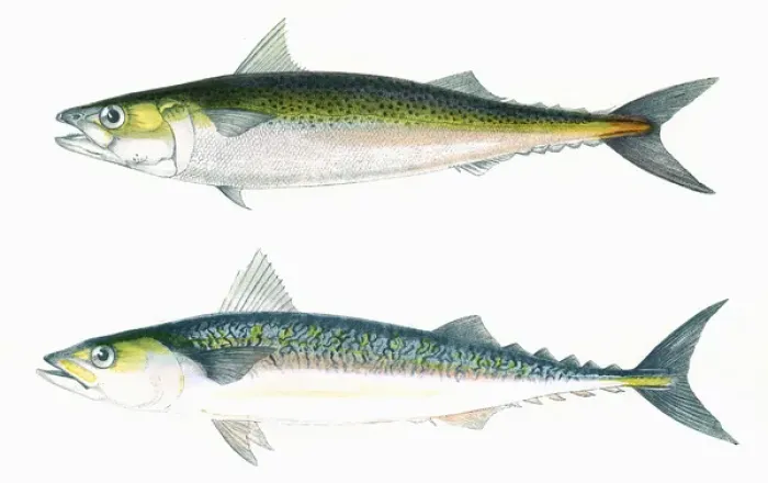 Framed Print : Dotted Mackerel and Scribbled Mackerel Print, 1863 Framed Print : Dotted Mackerel and Scribbled Mackerel Print, 1863