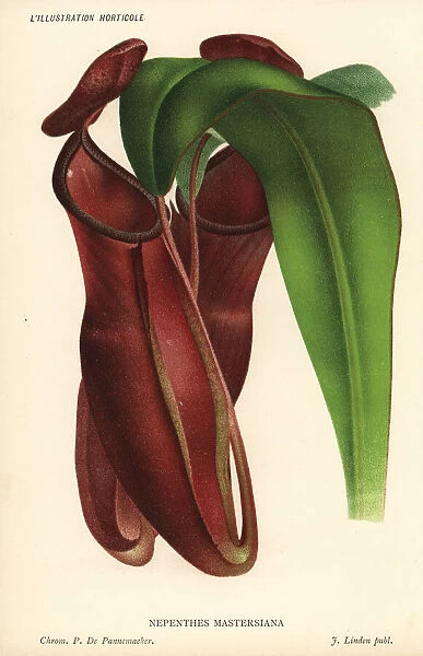 Dr. Maxwell Masters pitcher plant, Nepenthes x mastersiana