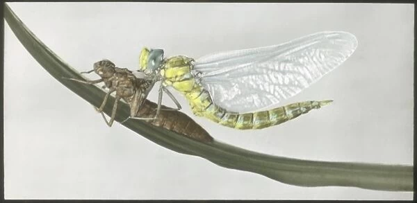 Dragonfly (Aeshna Cyanea) emerged from exuvia