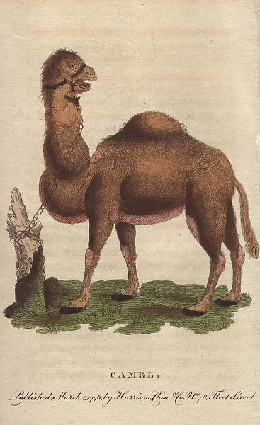 Dromedary camel, Camelus dromedarius