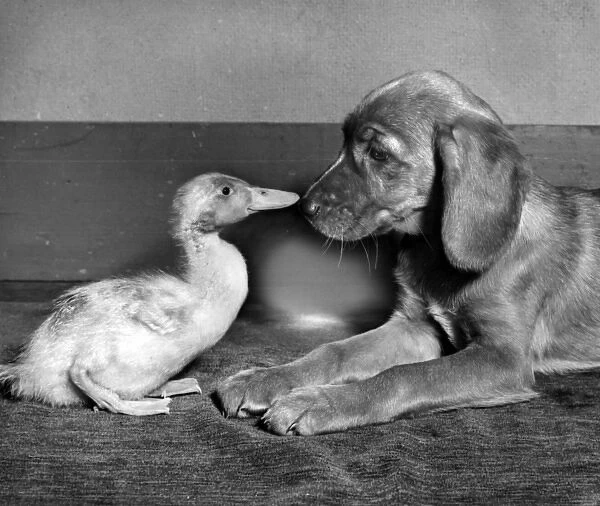 Duckling and pup