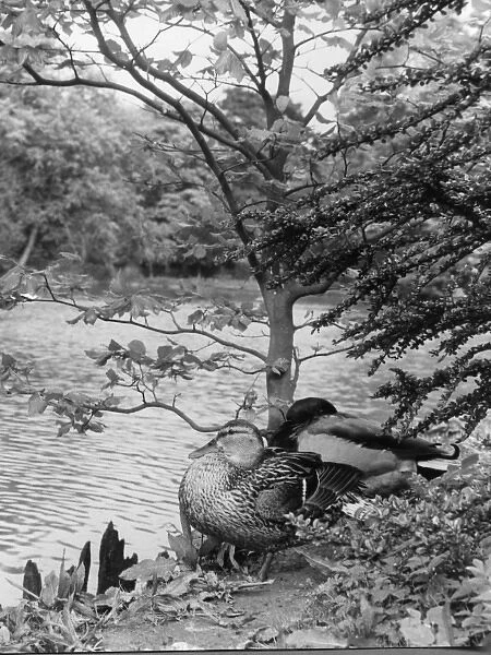 Two ducks by a lake