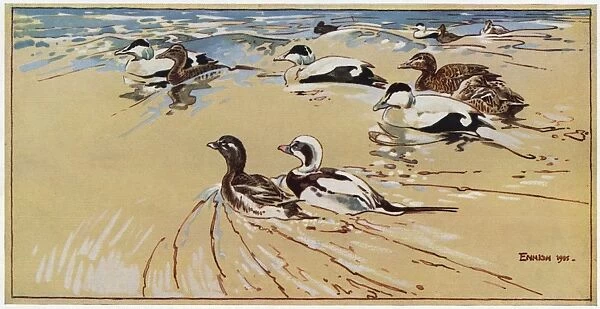 Ducks in Lindisfarne