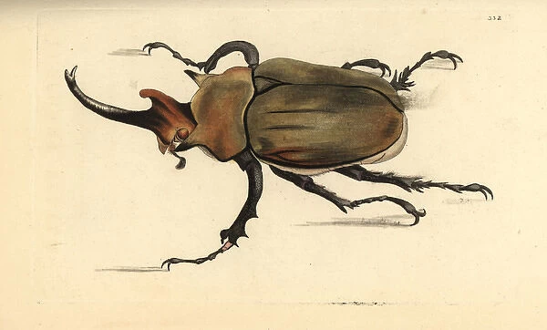 Dung beetle, Megasoma elephas