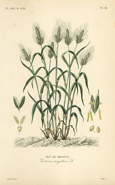 Durum wheat, Triticum turgidum
