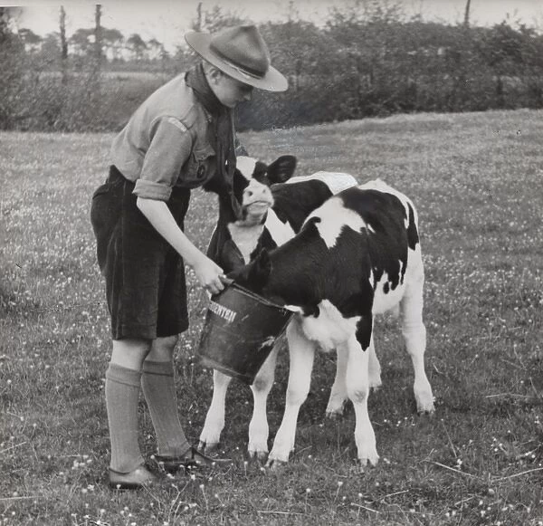 Dutch boy scout feeding two calves in a field