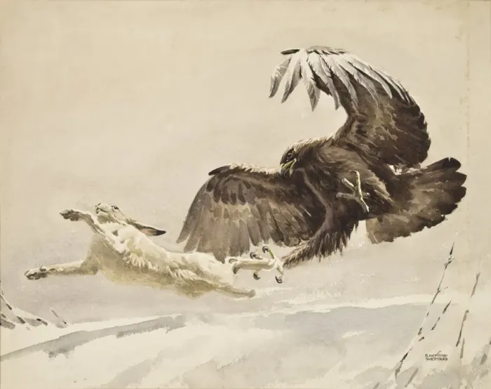 Framed Print : Eagle Chasing an Arctic Hare Print Framed Print : Eagle Chasing an Arctic Hare Print