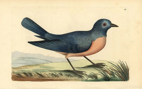 Eastern bluebird, Sialis sialis