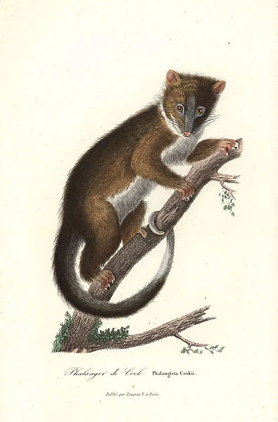 Eastern ring-tailed possum, Pseudocheirus peregrinus