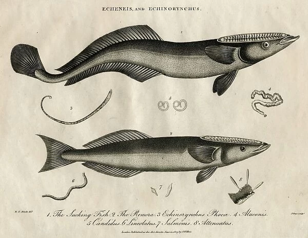 Echeneis and Echinorynchus (fish)