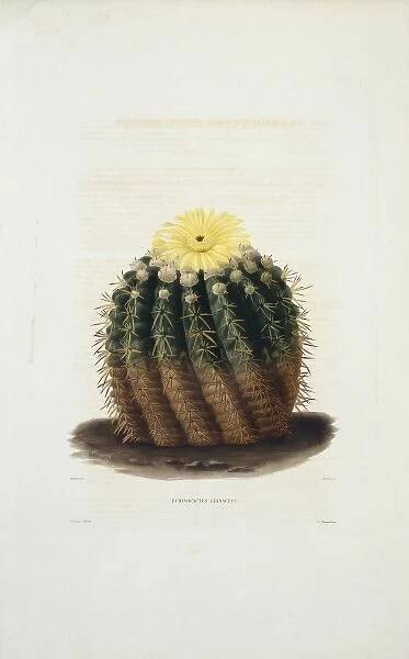 Echinocactus erinaceus, cactus
