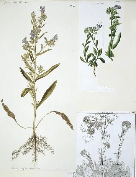Echium plantagineum, salvation Jane