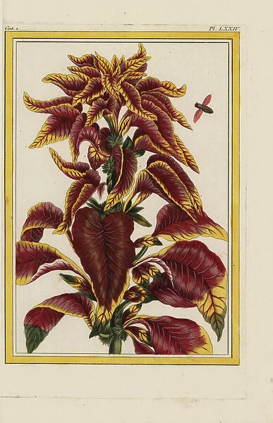 Edible amaranth, Amaranthus tricolor
