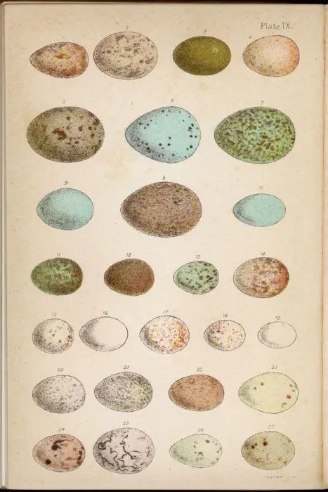Framed Print : Eggs Print of 24 Birds Framed Print : Eggs Print of 24 Birds